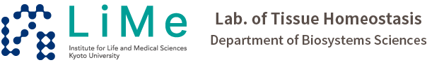 Lab. of Tissue Homeostasis, Department of Biosystems Science, Institute for Life and Medical Sciences, Kyoto University