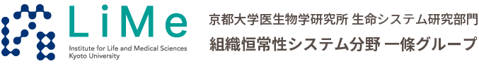 一條グループ｜京都大学医生物学研究所生命システム研究部門組織恒常性システム分野